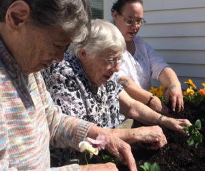 From left: Flora Hewitt, Shirley Haley, and Connie Libby plant petunias in Hodgdon Green's raised flower bed.