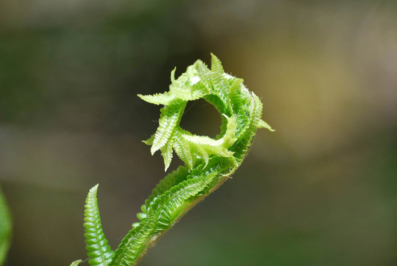 A fern unfurls.