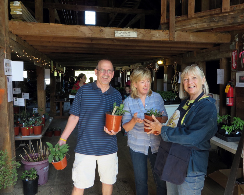 Morris Farm Plant Sale Features Heirloom Tomatoes, Hardy Perennials The Lincoln County News