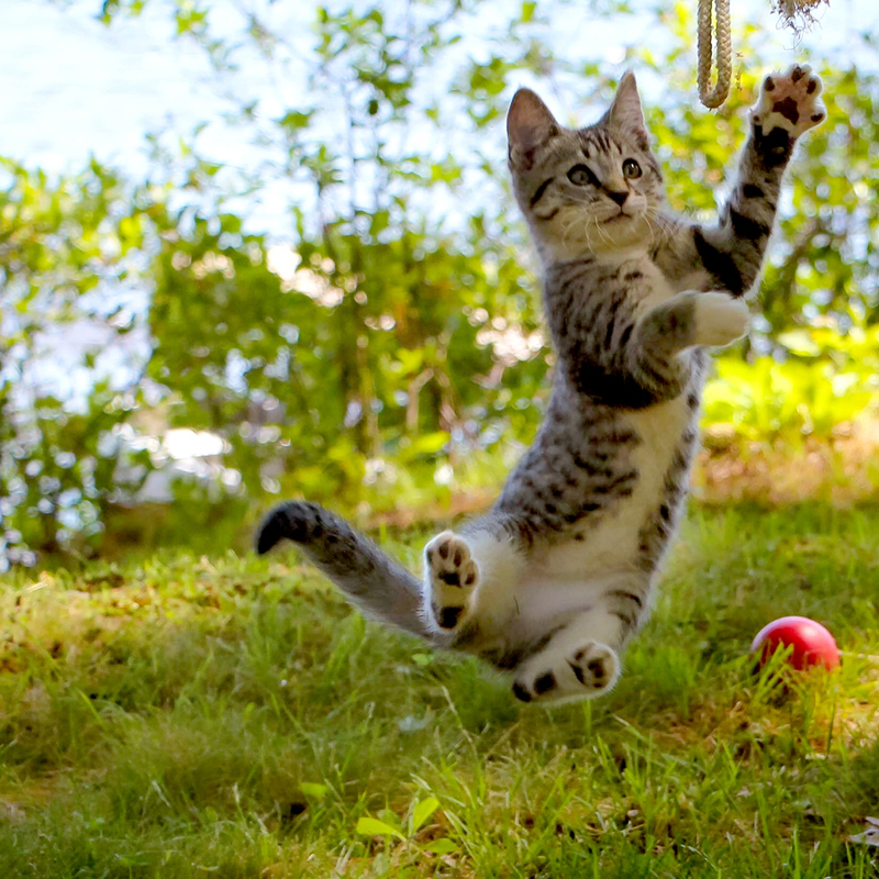 Rebekah Wilson's photo of Hank the kitten, snapped in Jefferson during the summer of 2016, received the most votes to become the fifth monthly winner of the #LCNme365 photo contest. Wilson will receive a $50 gift certificate from Smitten Collectibles & Nerdy Treasures, of Damariscotta, the sponsor of the May contest.