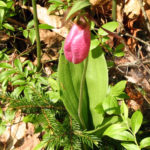MVLT to Host Wildflower Walk at Peace Corps Preserve