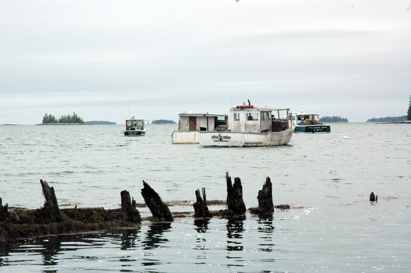 Lobster boats at anchor near the Bremen Lobster Pound Co-Op. (Alexander Violo photo)