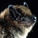 Kassler to Talk Bats at Midcoast Conservancy