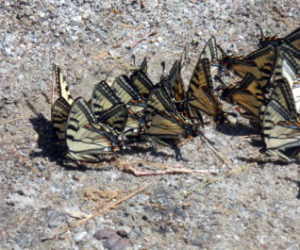 Tiger swallowtail butterflies. (Photo courtesy Mary Throckmorton)