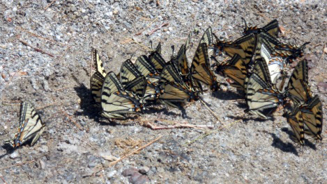 Tiger swallowtail butterflies. (Photo courtesy Mary Throckmorton)