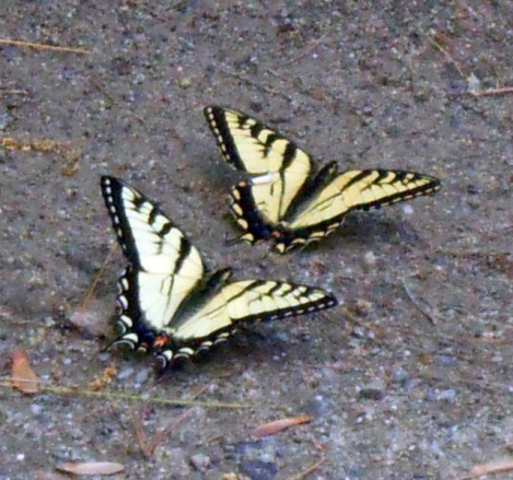 A pair of tiger swallowtail butterflies. (Photo courtesy Mary Throckmorton)