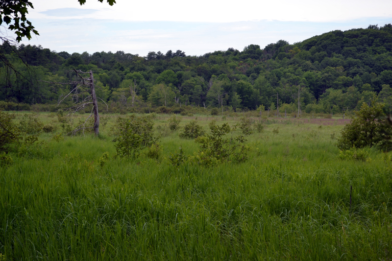 Acres of marshland visible from the River-Link Trail on Barrows Louderback Preserve. (Abigail Adams photo)