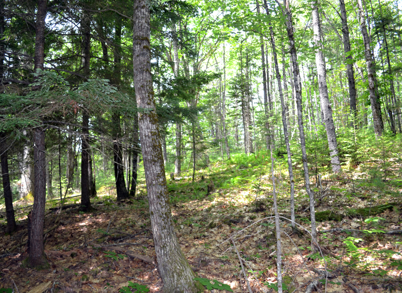 Coniferous forest gives way to deciduous forest on the Barrows Louderback Preserve in Edgecomb. (Abigail Adams photo)