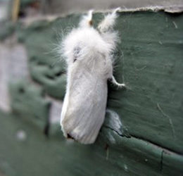 The browntail moth. (Photo courtesy Maine Department of Agriculture, Conservation and Forestry)