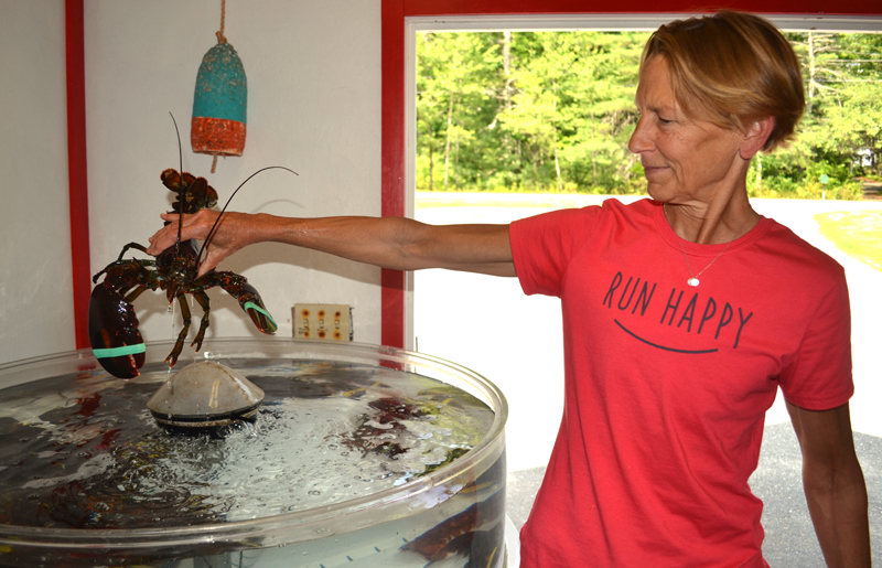 Barb Scully lifts a lobster out of a seawater tank at Scully's Oyster and Lobster Market in Edgecomb on Thursday, Aug. 17. (Abigail Adams photo)