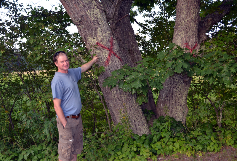 Whitefield resident Steve Gorrill points to one of the trees marked for removal next to his property on Hollywood Boulevard. (Abigail Adams photo)