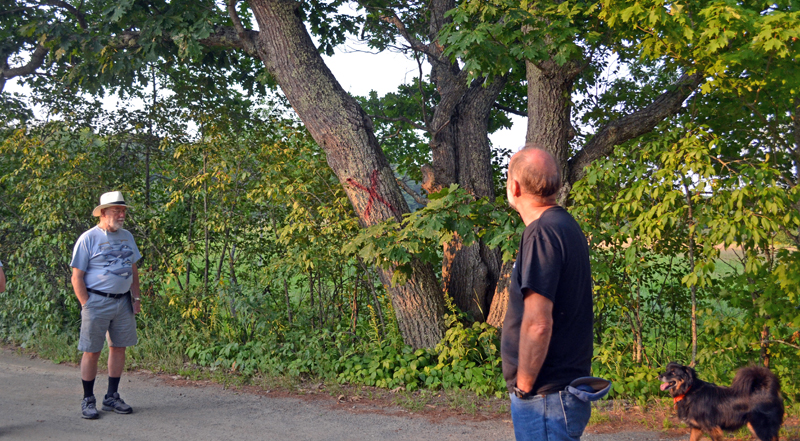 Whitefield Selectman Frank Ober (left) and Hollywood Boulevard resident Philip Yund look at one of the trees marked for removal as part of the town's plan to widen the road. (Abigail Adams photo)