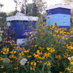 Early Fall Look at Beehives
