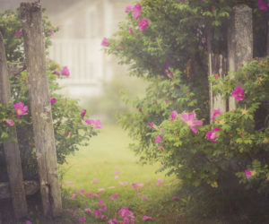 Photographer Joan Atkinson uses soft focus to highlight this summer scene on the Pemaquid Peninsula.