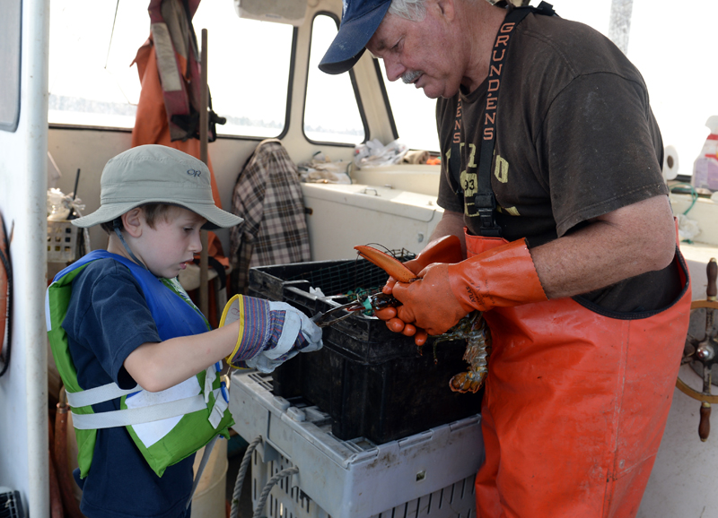 Lobsterman for the day Matthew Roberts helps the captain of the Miss Ann, Alden McFarland, band lobsters. (Paula Roberts photo)