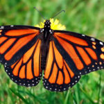 Monarch Butterfly Program at Pemaquid Beach Park