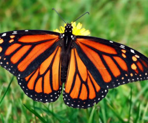 A monarch butterfly.