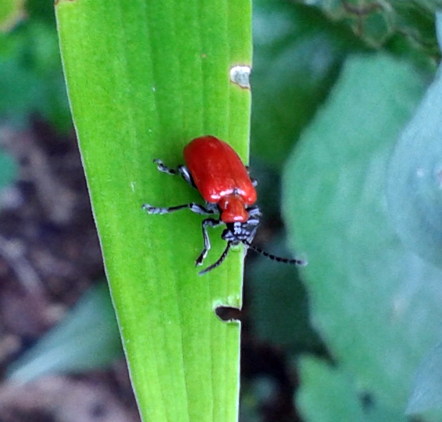 The lily leaf beetle, Lilioceris lilli. (Photo courtesy Mary Throckmorton)