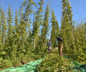 Joe Watts, packaging manager for Oxbow Brewing Co., wrangles a bine of hops while head brewer Michael "Mike" Fava looks on at the Alna Hopyard and Farm the morning of Wednesday, Sept. 13. (Maia Zewert photo)