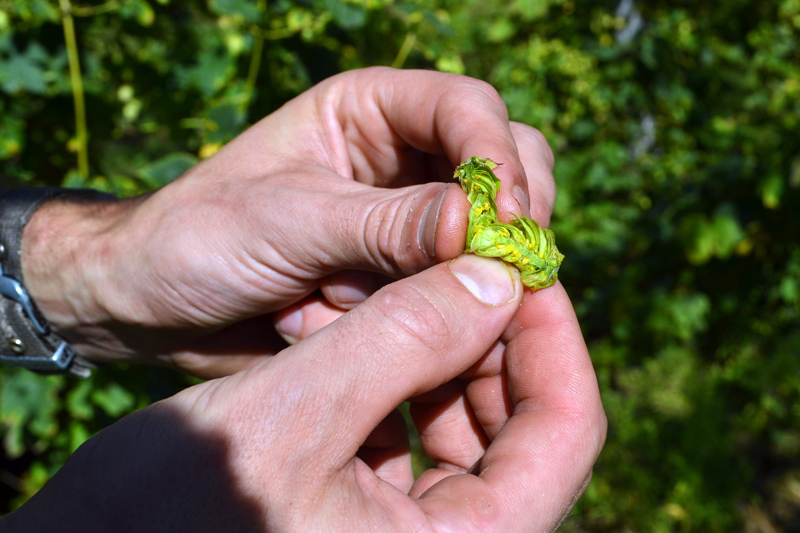The inside of a hop from the Alna Hopyard and Farm. The lupulin glands, which resemble yellow pollen, give the hop its aroma and flavor. (Maia Zewert photo)