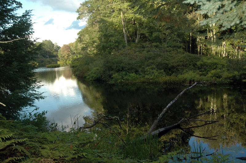 Riverbrook Preserve includes 7,000 feet of frontage on the Medomak River. (Alexander Violo photo)
