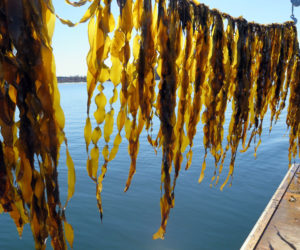 Juvenile sugar kelp hangs near the water on a farm along the Maine coast. (Photo courtesy Brittney Honisch, Bigelow Laboratory for Ocean Sciences)