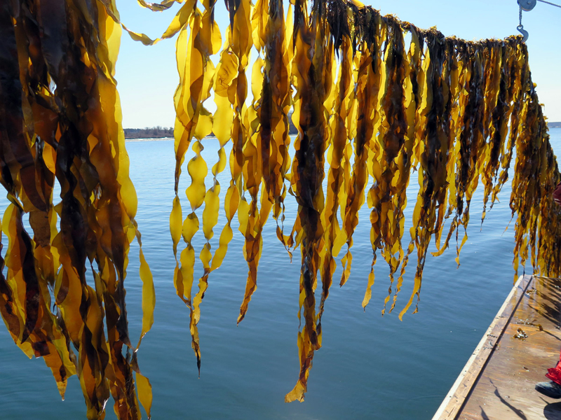 Juvenile sugar kelp hangs near the water on a farm along the Maine coast. (Photo courtesy Brittney Honisch, Bigelow Laboratory for Ocean Sciences)