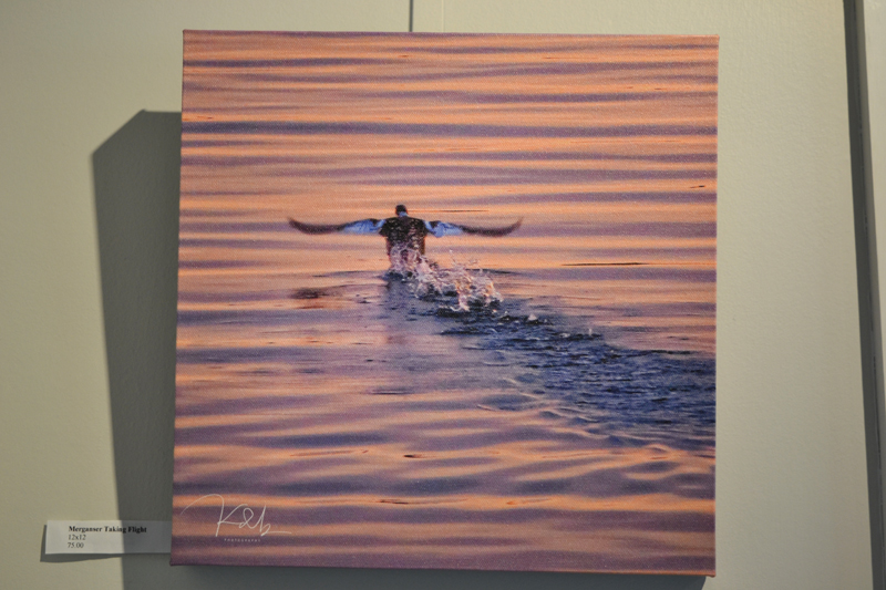 "Merganser Taking Flight," a photograph by "kdb" Dominguez currently on exhibit at the Pemaquid Watershed Association office-gallery. (Christine LaPado-Breglia photo)