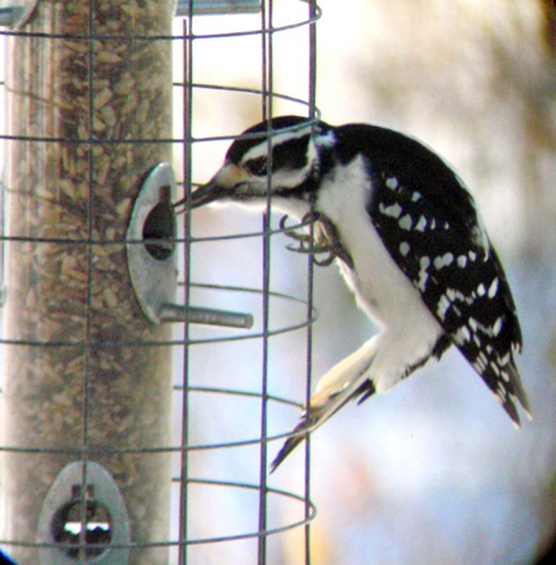 Mid-Coast Audubon is now taking orders, due Nov. 8, for its annual birdseed sale fundraiser. (Photo courtesy John Weinrich)