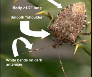 Details about the brown marmorated stink bug.