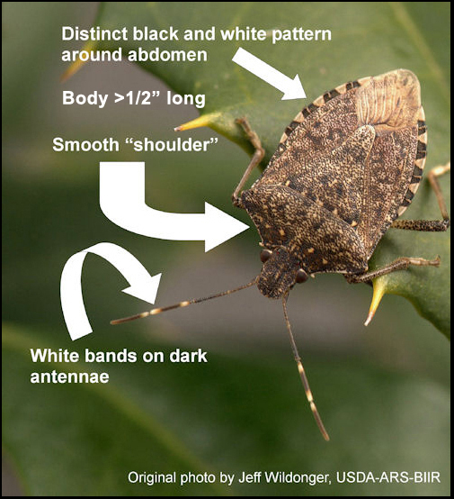 Details about the brown marmorated stink bug.