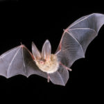 ‘Wonderful World of Bats’ in Waldoboro