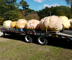 Atlantic Giant pumpkins