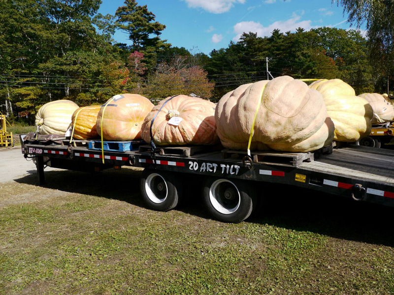 Atlantic Giant pumpkins