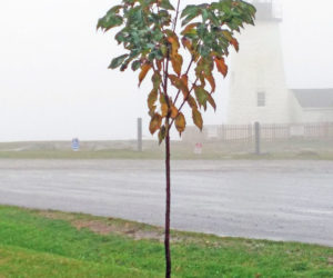 A Reliance peach tree at Pemaquid Point Lighthouse Park.
