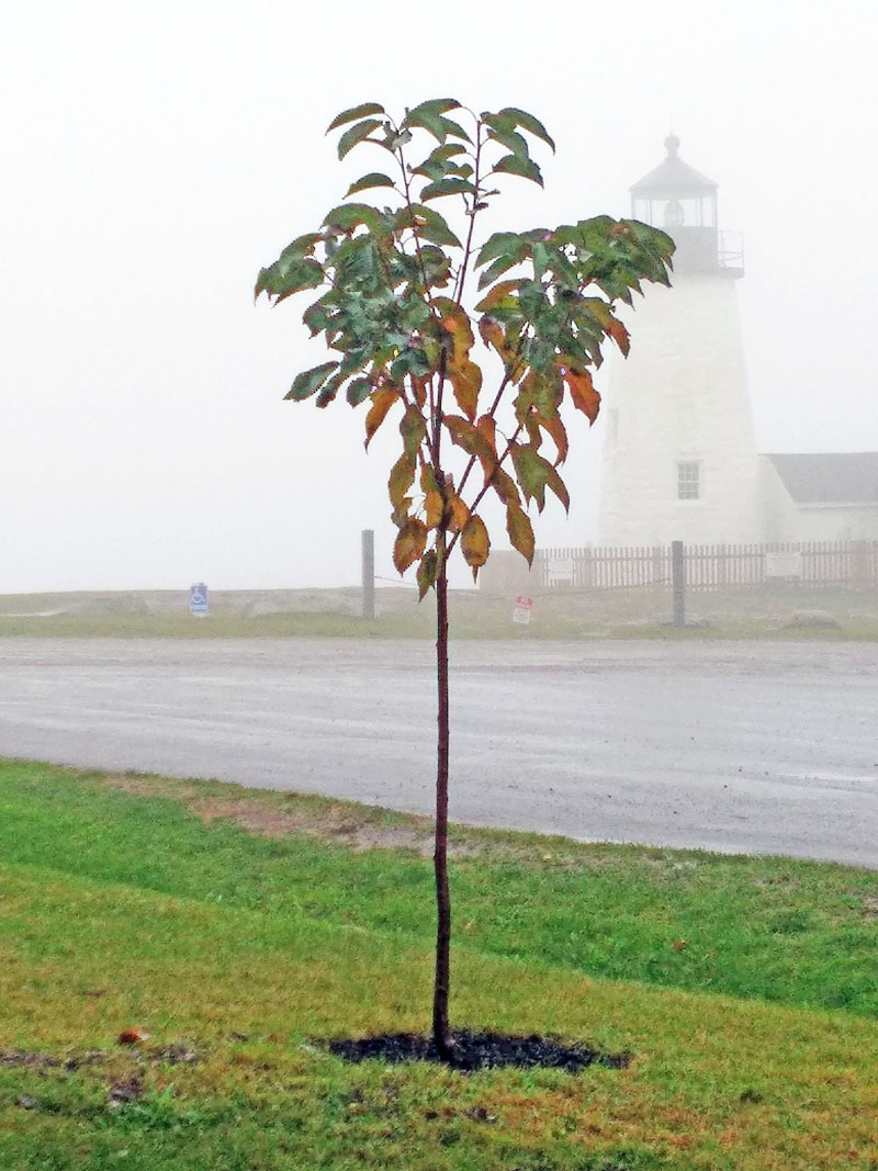A Reliance peach tree at Pemaquid Point Lighthouse Park.