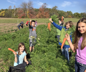 Student volunteers at Twin Villages Foodbank Farm harvest carrots that will be donated to Lincoln County food pantries.
