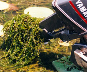 Hydrilla gets tangled in boat motors.