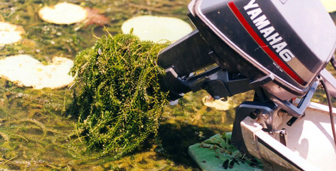 Hydrilla gets tangled in boat motors.