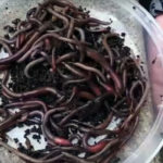 Experts Advise Gardeners to Watch for Invasive Crazy Worms