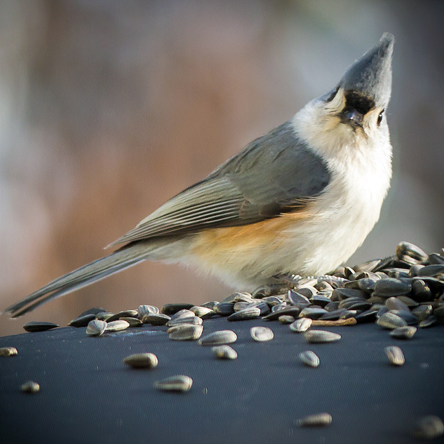 Feed feathered friends, such as the tufted titmouse, while supporting local conservation by stocking up on bird seed from Pemaquid Watershed Association.  (Photo courtesy Michael A. Kane)