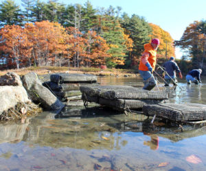 DRA oyster gardening students haul in oyster cages during a fall work session on the river.