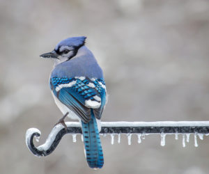 Stacy Bettencourt's photo of a blue jay received the most votes to become the first monthly winner of the 2018 #LCNme365 photo contest. Bettencourt will receive a $50 gift certificate to Sea Smoke Shop, of Damariscotta, the sponsor of the January contest.