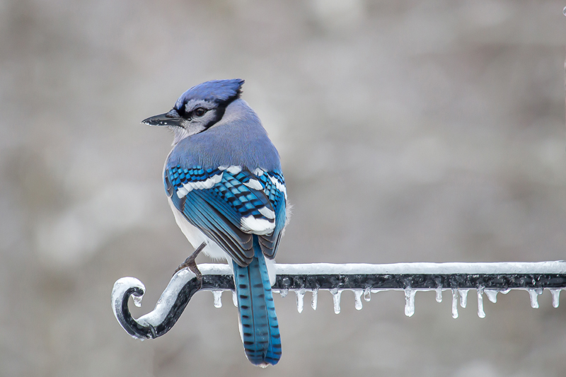 Stacy Bettencourt's photo of a blue jay received the most votes to become the first monthly winner of the 2018 #LCNme365 photo contest. Bettencourt will receive a $50 gift certificate to Sea Smoke Shop, of Damariscotta, the sponsor of the January contest.