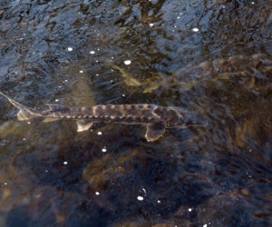 A pair of shortnose sturgeon at the base of the Damariscotta Mills fish ladder in early January. (Photo courtesy Kristen Roberts)