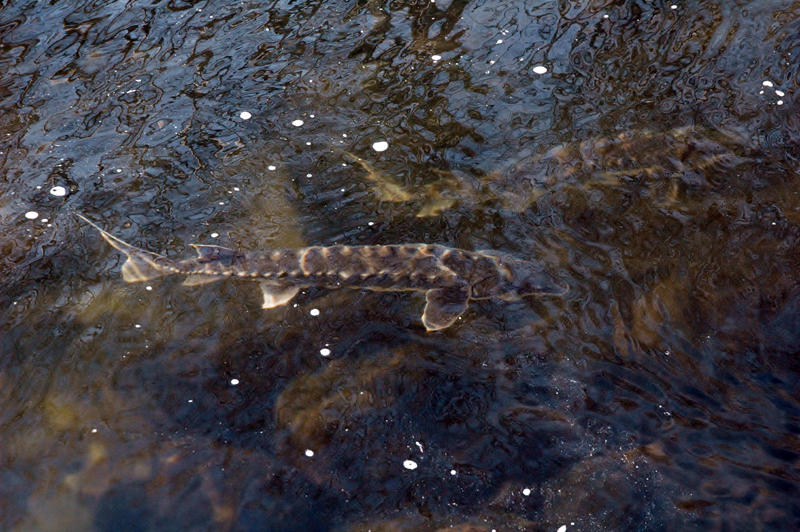 A pair of shortnose sturgeon at the base of the Damariscotta Mills fish ladder in early January. (Photo courtesy Kristen Roberts)
