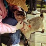 Bremen Nonprofit Farm Helps Elder Animals, Elder People