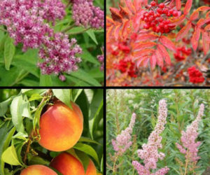 Clockwise from upper left: Swamp milkweed (Asclepias incarnata) for monarch caterpillars, showy mountainash (Sorbus decora), steeplebush (Spiraea tomentosa), and Reliance peach, possibly the most cold-hardy peach ever.