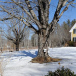 Maine Maple Sunday is March 25