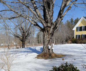 Sap buckets hang in Walpole. Maine Maple Sunday is March 25.